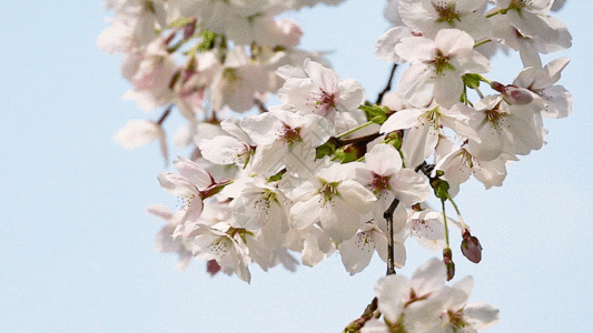 樱花实拍GIF素材高清图片素材