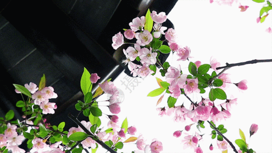屋檐下的海棠花GIF图片