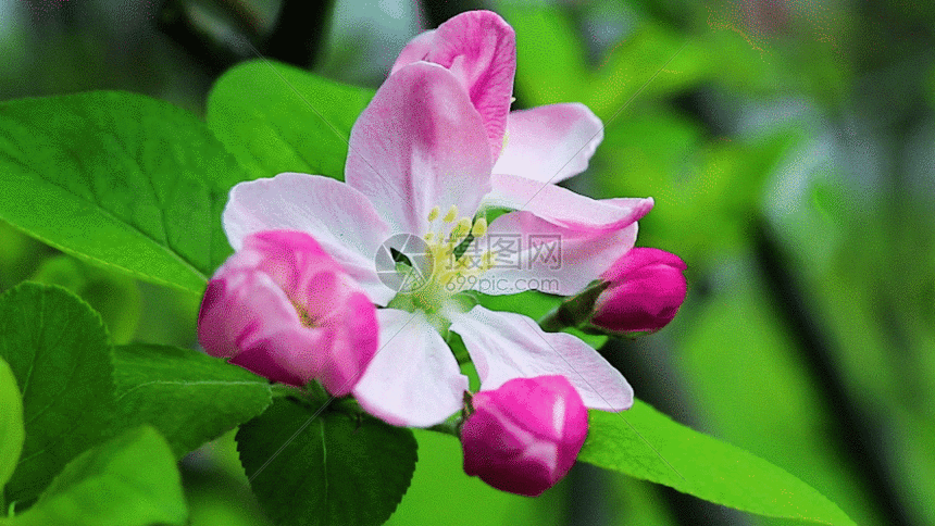 摄图网为您提供gif动图正版 gif动态图片下载,该gif动态图片标题为