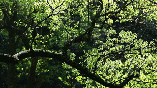 树房春天嫩叶与大景别树冠摇镜头GIF高清图片