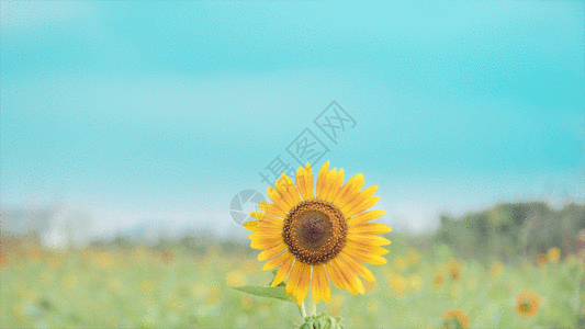 欧式纹样田野里的向日葵gif动图高清图片