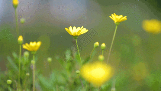 花朵特写春天河边的小黄花 小野花gif高清图片