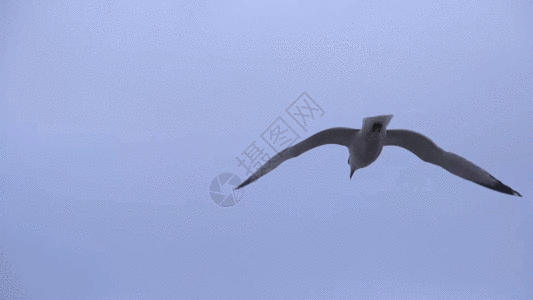 白色翅膀镜头跟拍海鸥局部动图gif高清图片