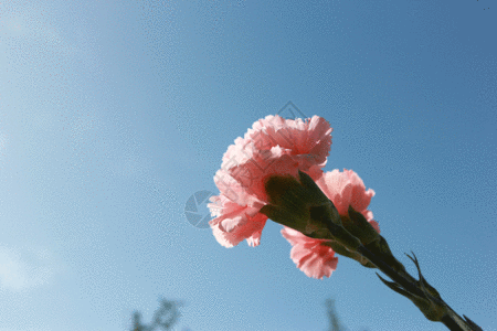 蓝天下的绿树粉色的花康乃馨gif动图高清图片