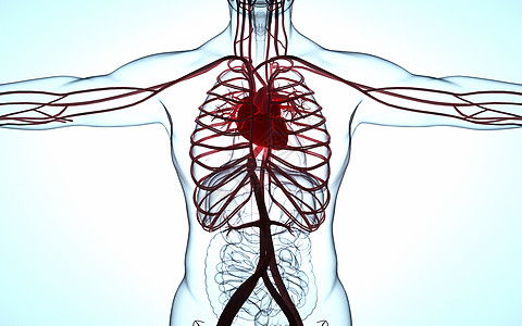 人体心脏模型背景图片