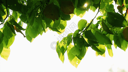 摘猕猴桃实拍自然春色GIF高清图片