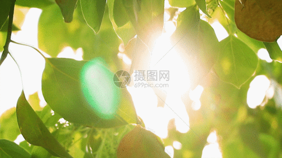 阳光下树叶GIF图片