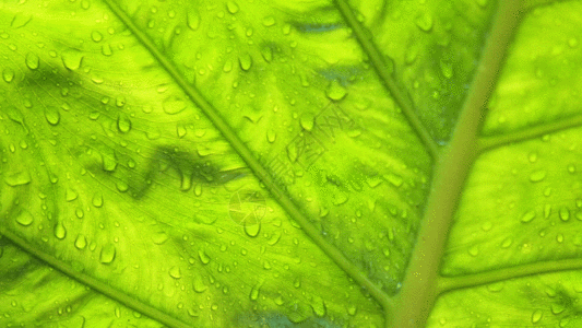 水滴纹理雨滴打在芭蕉叶上GIF高清图片