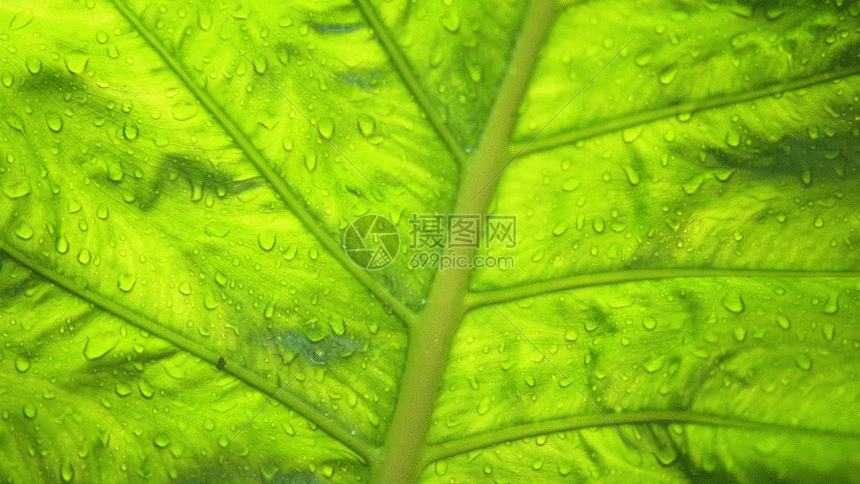 gif动图正版 gif动态图片下载,该gif动态图片标题为芭蕉叶gif,编号