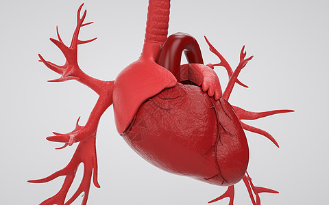 医学人体器官心脏图片
