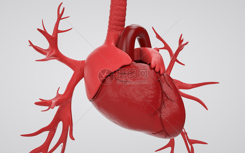 医学人体器官心脏图片