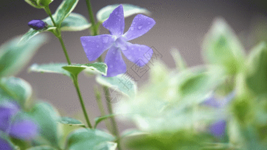 雨后的小花GIF图片
