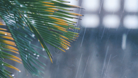 水刺雨天的树叶GIF高清图片