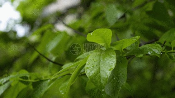 雨天绿色植物叶子GIF图片
