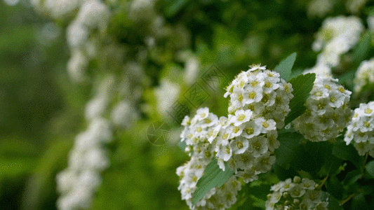 骨随唯美小花GIF高清图片