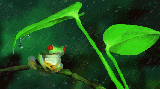 夏季雨天蛙鸣gif图片素材