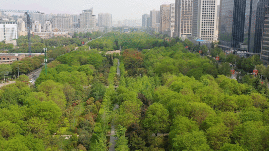 城市绿树GIF图片