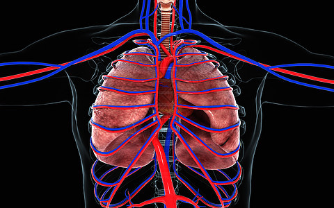 心肺视图图片