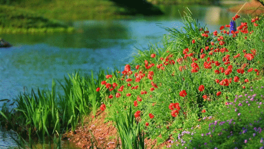 望远镜镜头春天绿色花草湖水多镜头GIF高清图片