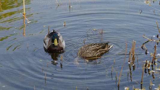 水上泰国gif图片-水上泰国动态图-水上泰国gif格式下载-摄图网