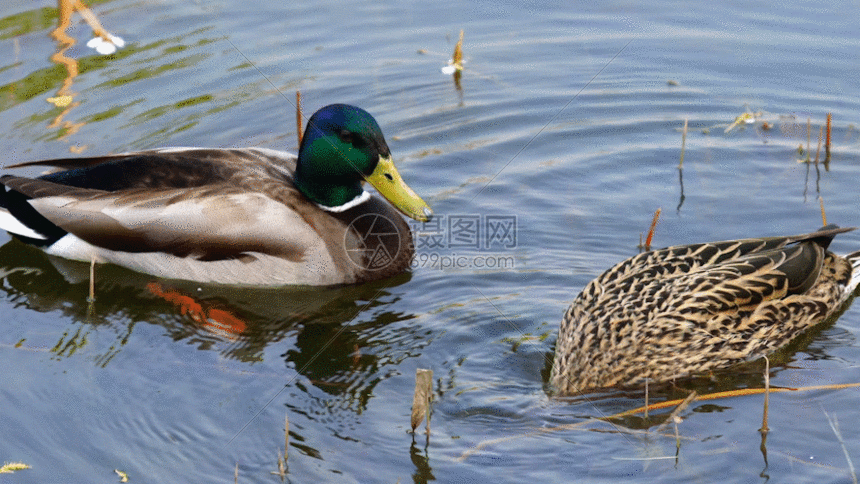 水上野鸭gif动图图片-正版gif素材401236780-摄图网
