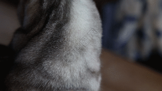 大码衣服猫GIF高清图片