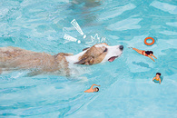 夏天和小狗在游泳池玩耍图片