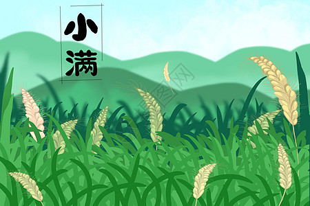 小满时节稻田里稻穗成熟遍野图片