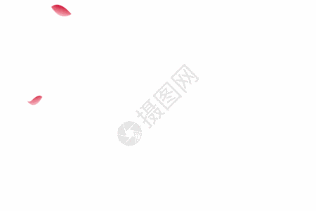 飘落的花瓣gif图片素材