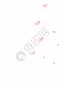 粉色玫瑰花背景飘落的花瓣GIF高清图片