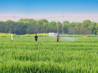 美甲油实拍农村田地绿色小麦穗GIF高清图片