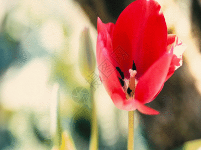 鲜花摄影郁金香花朵GIF高清图片