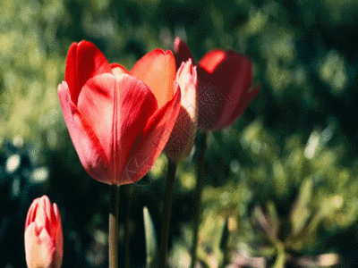 户外花园郁金香花朵GIF高清图片