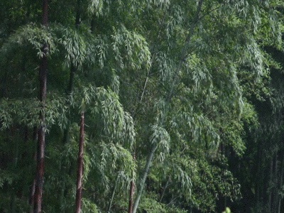 竹林江南的春天自然合集GIF图片
