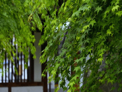 户外雨天绿色植物GIF高清图片