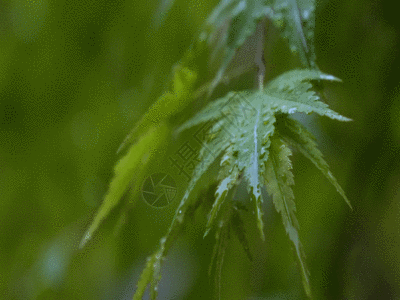 户外雨天绿色植物素材GIF高清图片