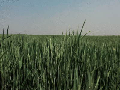 农作物麦穗GIF图片