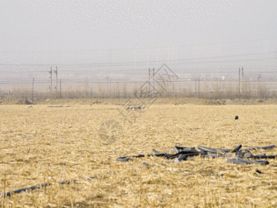 环保草原候鸟迁徙水禽禽类鸟类GIF高清图片