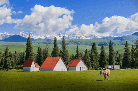 奶牛吃草东方的阿尔卑斯山gif高清图片