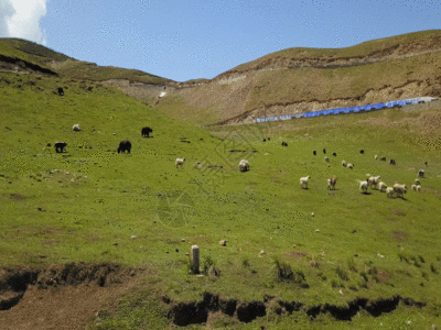 羊牧场青海湖公路羊群GIF高清图片