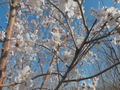 春季果树开花梨花素材背景GIF图片
