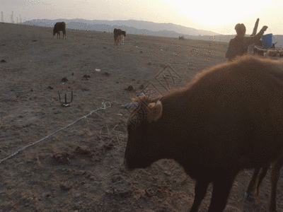 奶牛吃草新疆牧区牧民放牧生活GIF高清图片