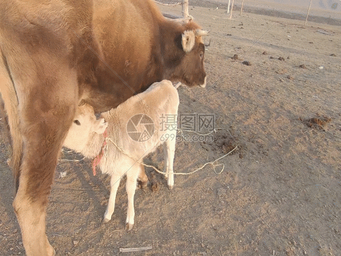 新疆牧区放牧生活奶牛生产GIF图片