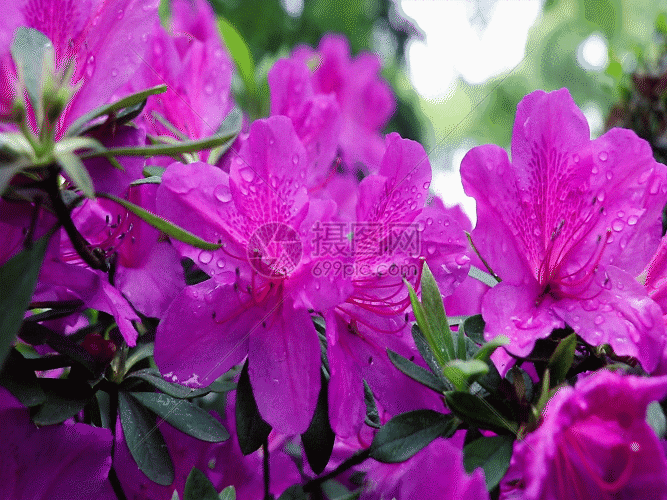 网为您提供gif动图正版 gif动态图片下载,该gif动态图片标题为映山红