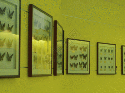 酒文化博物馆蝴蝶标本GIF高清图片