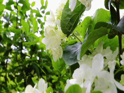 蝴蝶花GIF高清图片