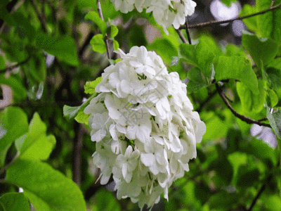 美丽花儿GIF高清图片