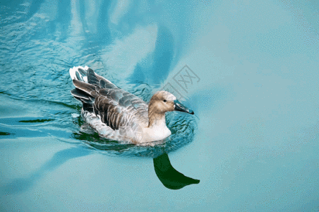 非洲野生动物水上游的鸭子gif高清图片