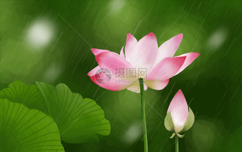 荷花插画gif动图动图图片-正版gif素材401351696-摄图网