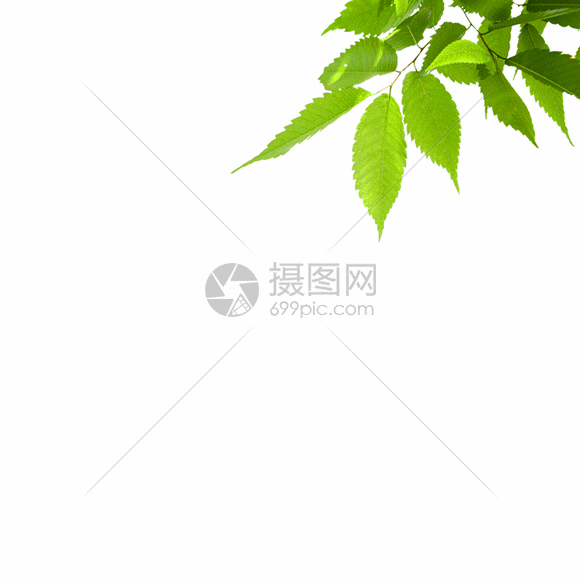绿色树叶gif动图图片-正版gif素材401352263-摄图网
